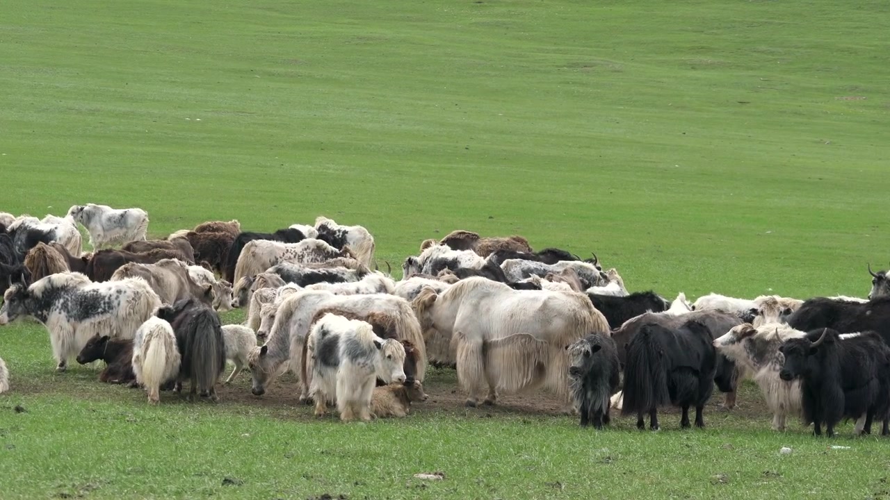 Mandria di yak al pascolo su un pendio verde