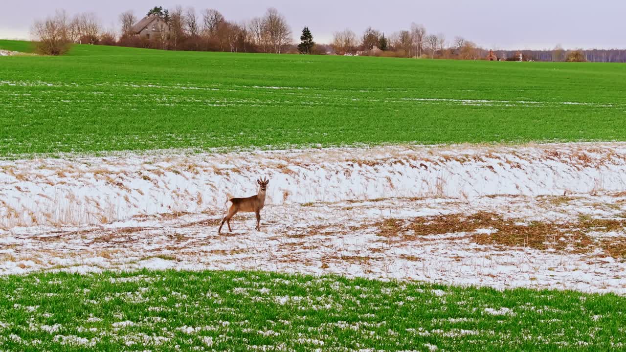 Lonely roe deer, vibrant green snowy field captures early spring wilderness calm