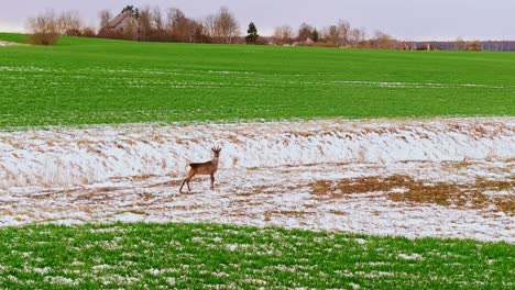 lonely roe deer, vibrant green snowy field captures early spring wilderness calm
