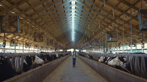 Livestock-worker-walking-barn-hold-clipboard.-Holstein-cows-eating-in-feedlots.