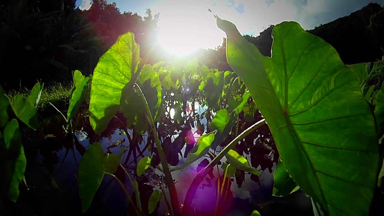 늪이나 습지를 통과하는 무빙 샷