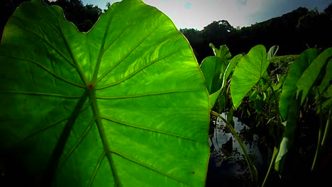 moving shot through a swamp or wetlands