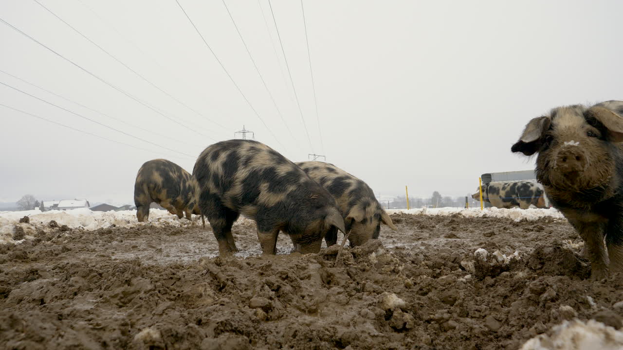 Inquadratura dal basso che mostra un gruppo di sporchi maialini Mangalitsa in cerca di cibo in un campo fangoso ghiacciato durante una fredda giornata invernale.
