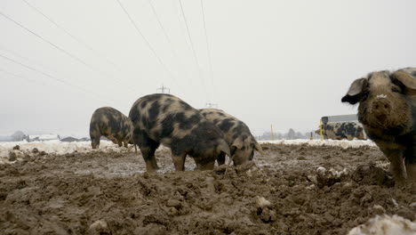 Low-Angle-Shot-Zeigt-Eine-Gruppe-Schmutziger-Mangalitsa-Ferkel,-Die-An-Kalten-Wintertagen-Auf-Schlammigen-Eisfeldern-Nach-Nahrung-Suchen