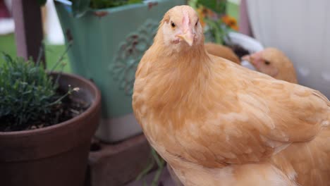 Aquí-Tenemos-Unas-Hermosas-Gallinas-Rojas-Comiendo-Y-Paseando-Por-El-Jardín-Trasero