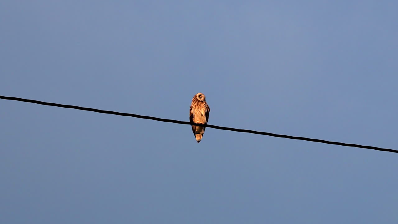 Medium shot of a short eared owl sitting on a power line with warm golden light from the setting sun