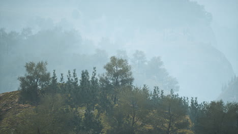 trees on meadow between hillsides with forest in fog