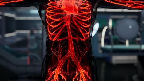 Wissenschaftlicher-Anatomie-Scan-Menschlicher-Blutgefäße