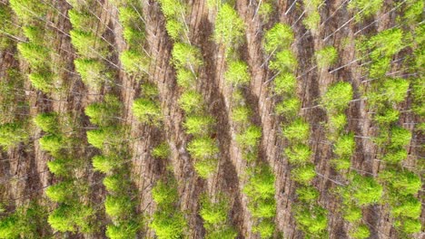 Eucalyptus-plantation-scenery-outdoors-in-top-view