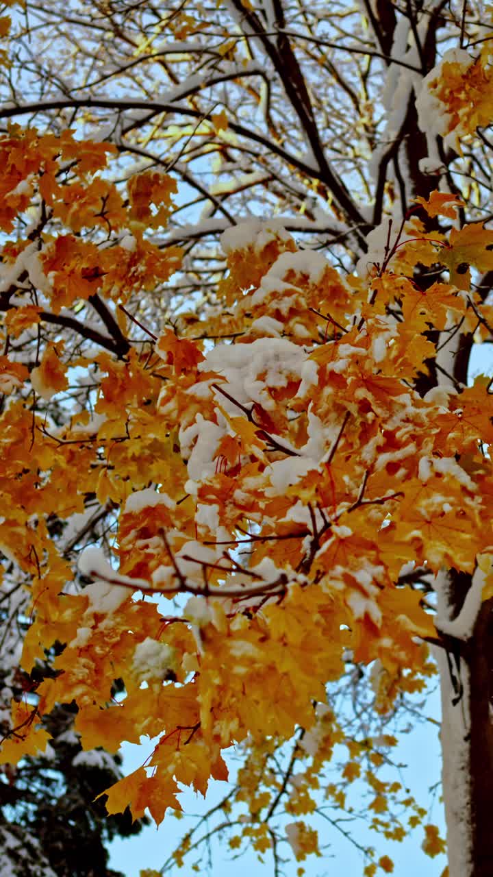 Vertical 4K slow dolly left shot of bright yellow autumn leaves covered in fresh snow, gently moving in the wind, showing a vivid seasonal transition and strong color contrast