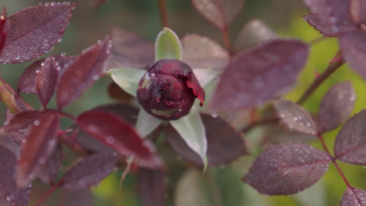 Diversi tipi di rose sono sbocciati nel giardino