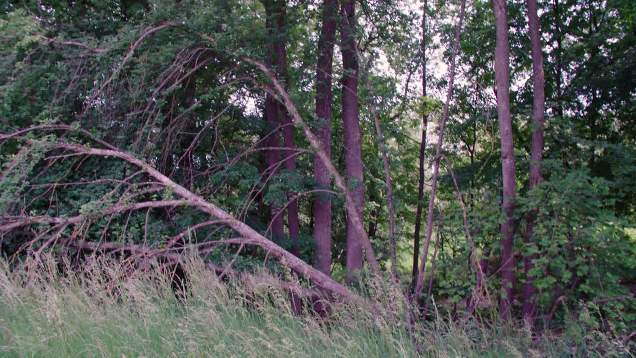 высокая трава и естественный лес