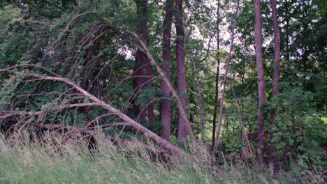 High-grass-and-natural-forest