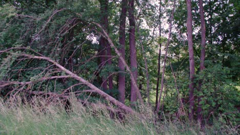 high grass and natural forest