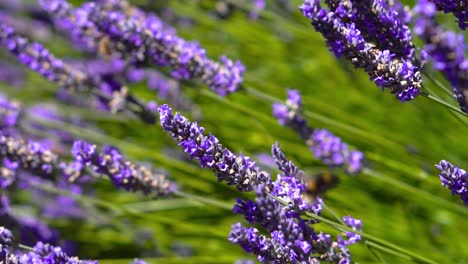 abejorro volando y aterrizando en lavanda
