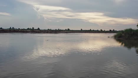 river dolphin in the karnali river of nepal