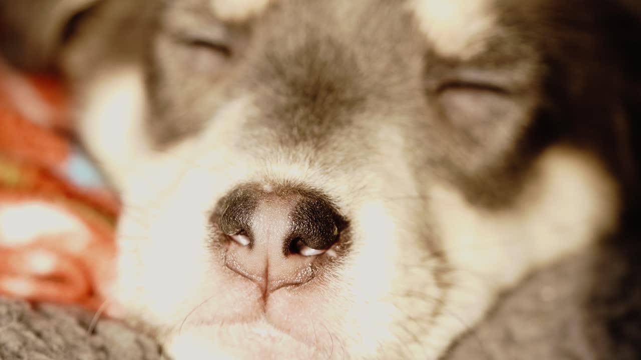 저녁 빛에 졸린 강아지의 다양한 근접 촬영