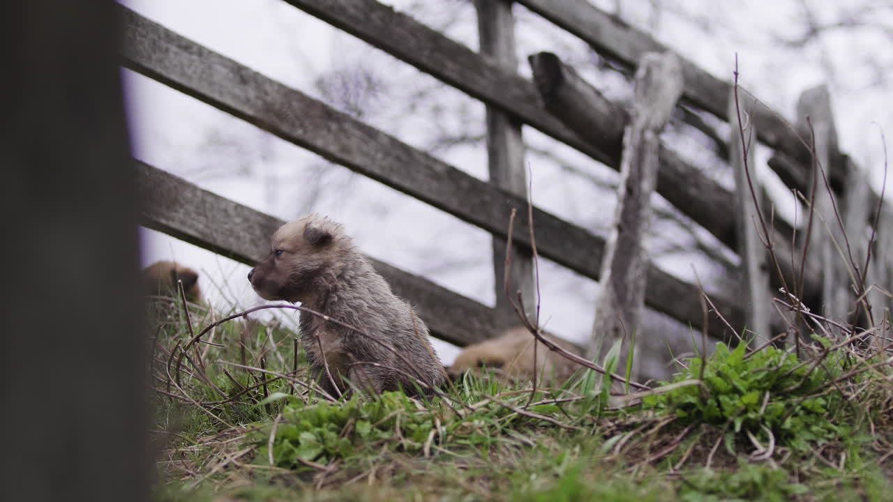 Small Puppy by a Wooden Fence