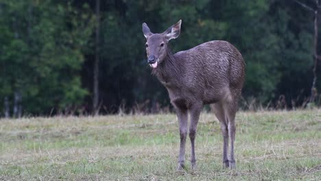 the sambar deer is a vulnerable species due to habitat loss and hunting