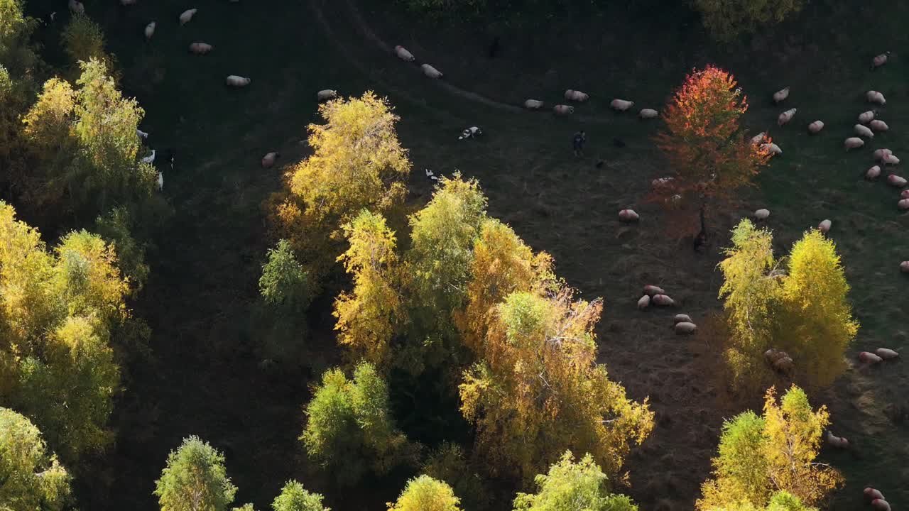 ⁇ 은 날에 아름다운 가을 색 ⁇