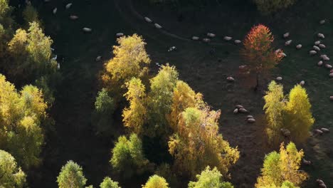 hermosos colores de otoño en un día soleado