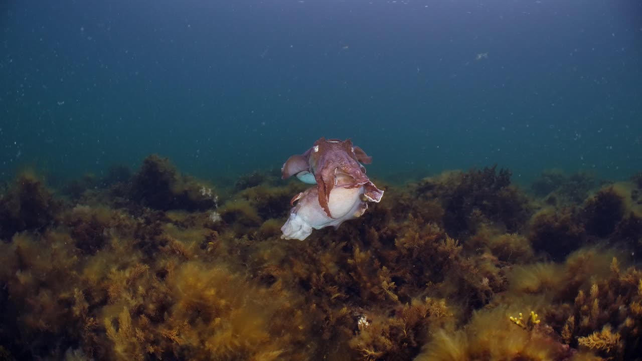 sepia gigante australiana sepia apama migración whyalla sur de australia 4k cámara lenta, apareamiento, puesta de huevos, lucha, agregación, bajo el agua