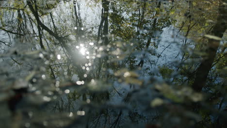 árboles-De-Otoño-En-El-Reflejo-Del-Agua-Del-Charco-Tiro-Suave-En-Movimiento