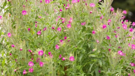 flores rosadas balanceándose en un campo verde