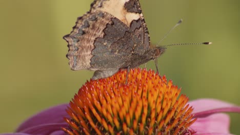 Kleiner-Fuchsschmetterling,-Der-Nektar-Aus-Purpursonnenhut-Frisst---Makro,-Seitenansicht-1