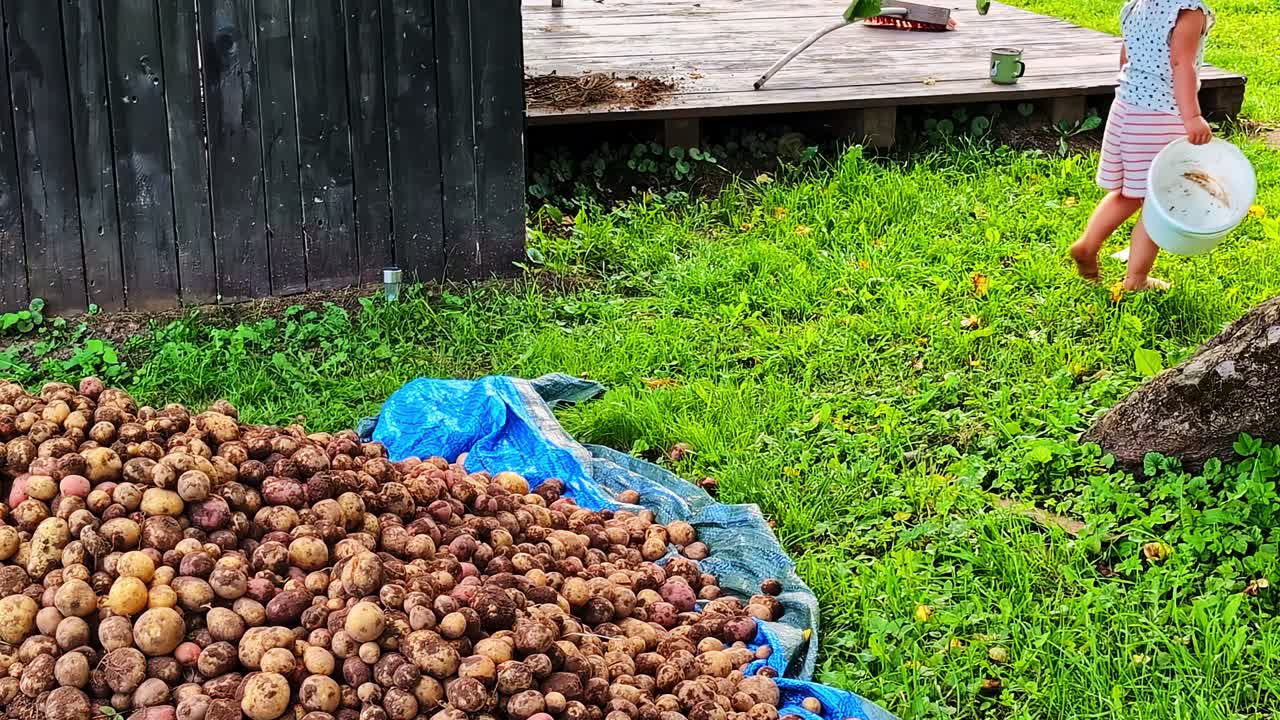 Child joyfully helping with potato harvest in backyard garden on summer day
