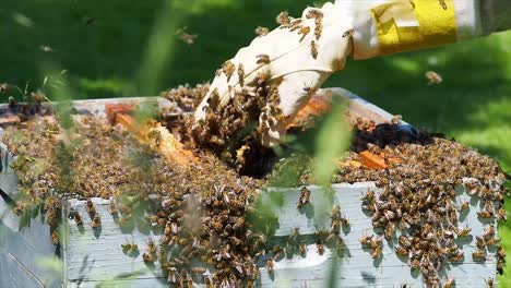 Trabajo-De-Apicultor-Con-Abejas,-Recogiendo-El-Enjambre