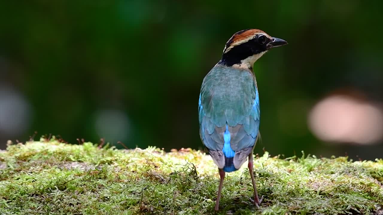 один из самых разыскиваемых видов питты, занесенный в список уязвимых видов
