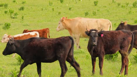 Kühe-Grasen-Zusammen-Auf-Einem-Feld.-Kühe-Laufen-In-Die-Kamera.