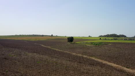 single-tree-in-a-middle-of-vineyard,-aerial-shot