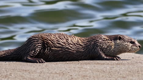 an otter lying on a rock