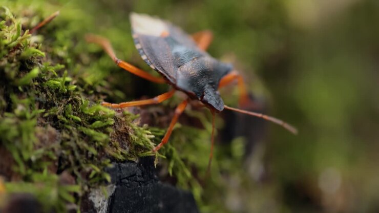 Skovtæge eller rødbenet skjoldbille (Pentatoma rufipes) er en art af skjoldbiller i familien Pentatomidae, som almindeligvis findes i det meste af Europa. Den lever i skove, skovområder, frugtplantager og haver.