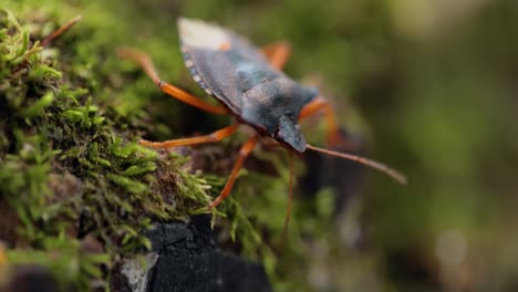 Die-Waldwanze-Oder-Rotbeinige-Schildwanze-(Pentatoma-Rufipes)-Ist-Eine-Art-Der-Schildwanze-Aus-Der-Familie-Der-Pentatomidae,-Die-In-Den-Meisten-Teilen-Europas-Häufig-Vorkommt.-Es-Bewohnt-Wälder,-Wälder,-Obstgärten-Und-Gärten