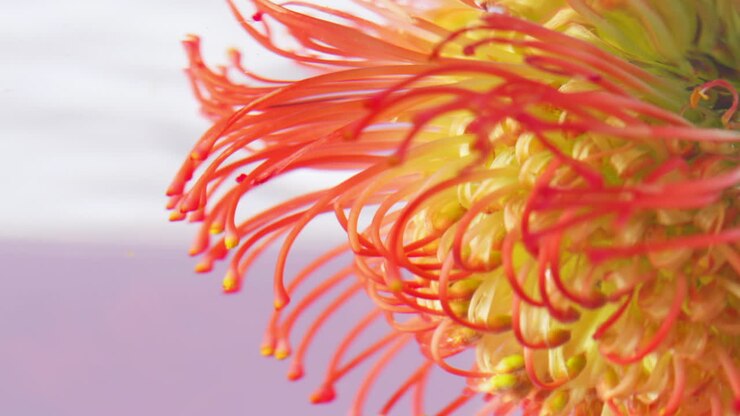 Primo piano di un fiore di Protea Pincushion