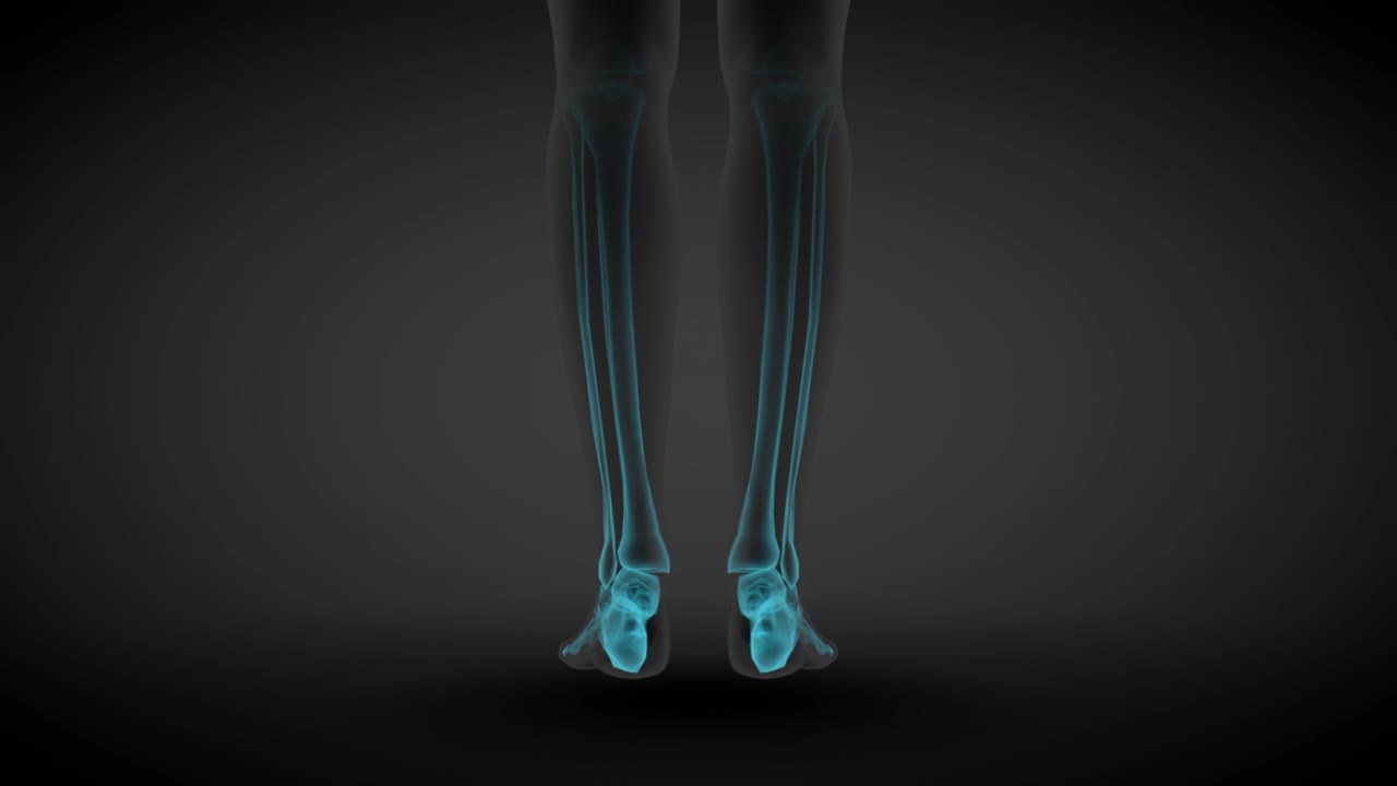 2개의 다른 3d 원활한 루프 애니메이션, 여성 몸 회전 - 장기와 골격과 함께 스레이 스캔, 생리학 과학 일러스트레이션 - 4k 60fps uhd
