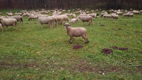 Herd-of-white-sheeps-on-green-pasture-in-outdoor-enclosure