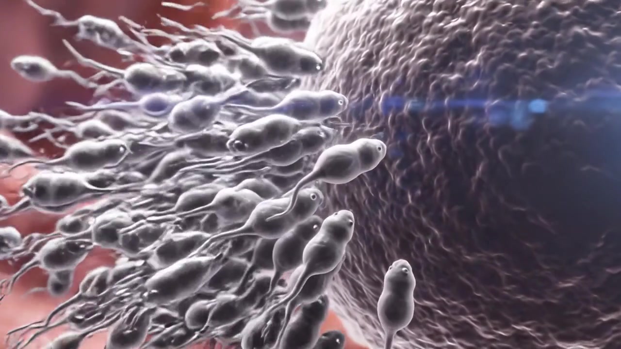 A mesmerizing representation of the journey of sperm cells as they navigate through the intricate cellular landscape, culminating at the fertilization of an egg cell.