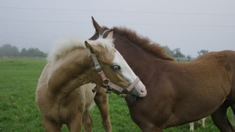 Dos-Caballos-En-El-Pasto-Limpiándose-Unos-A-Otros