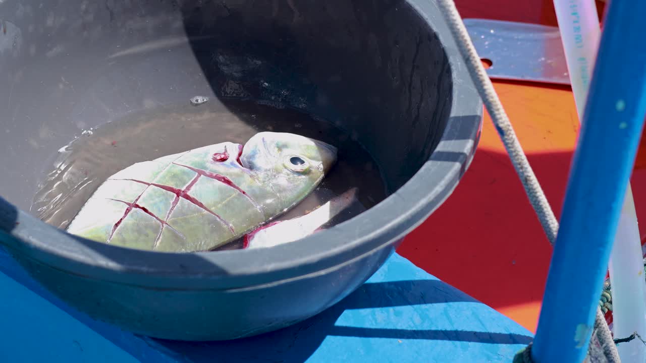 A fish with filleting marks rests in a bucket on a boat under bright sunlight in Phuket, Thailand