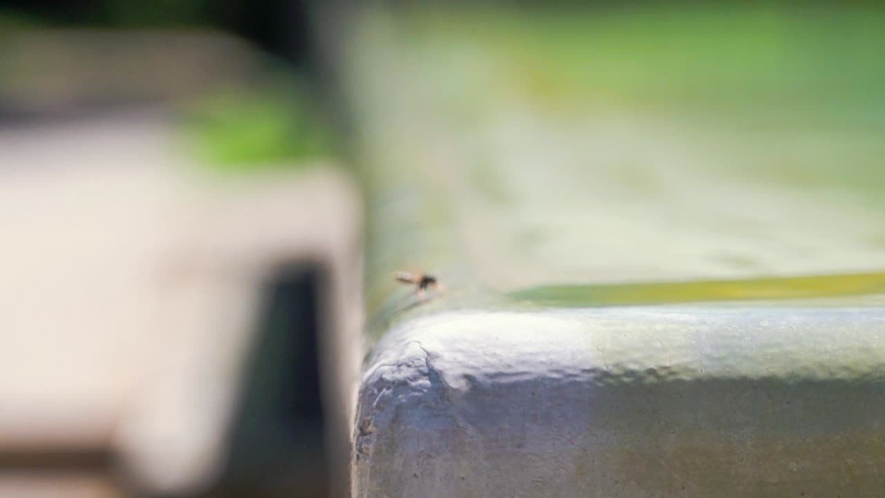 Thirsty wasps trying to drink from a fountain, but continuously sliding down the edge, slowmo.