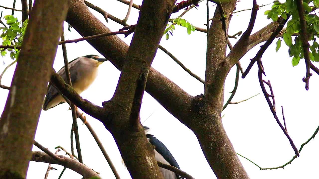 A heron is seen perched quietly among thick tree branches, surrounded by lush green leaves.