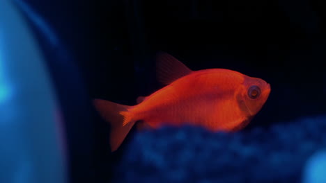 a glofish tetra glows in an aquarium