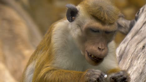 Close-up-portrait-of-a-funny-looking-Bonnet-monkey-feeding-on-human-trash-in-southern-India