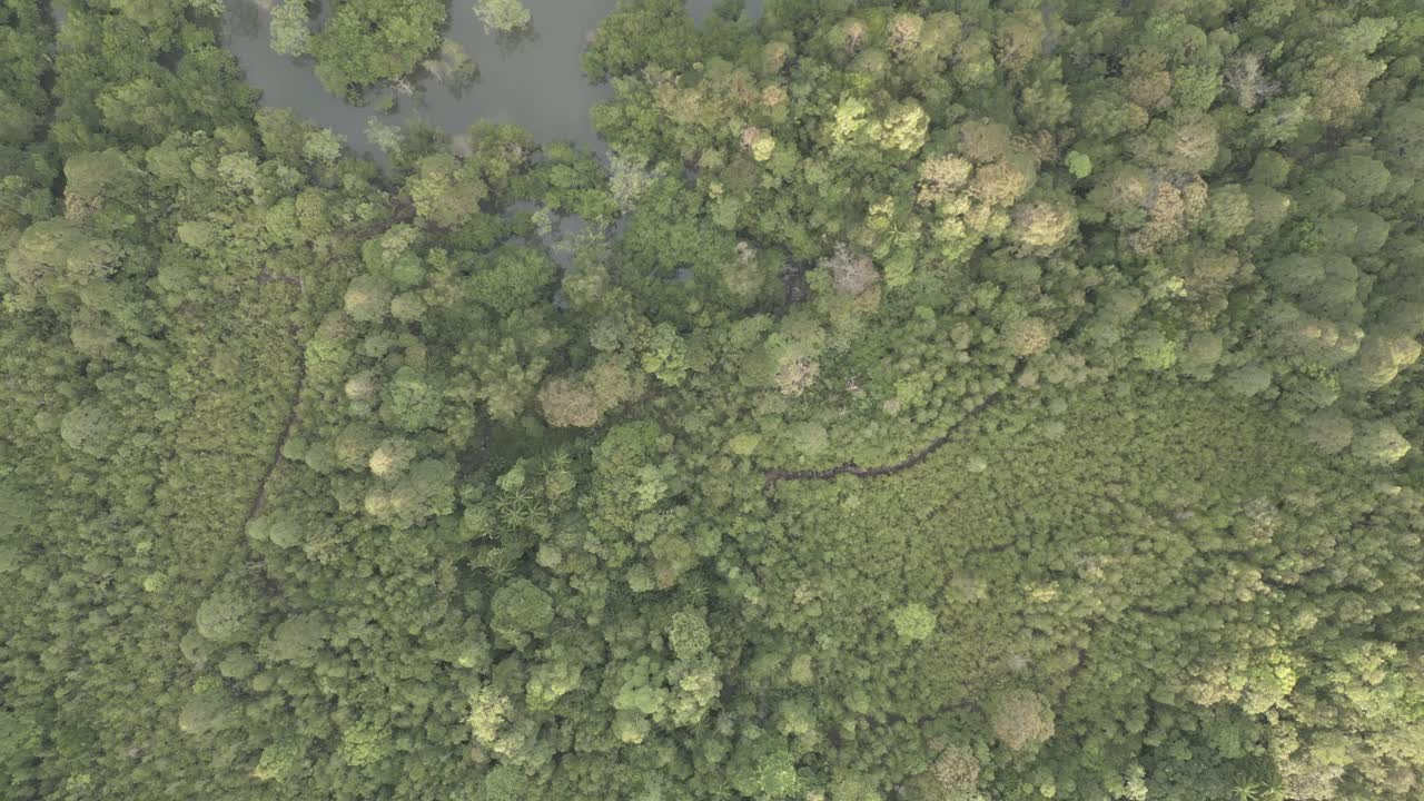 vista del avión no tripulado de arriba hacia abajo agua verde pantano húmedo tropical