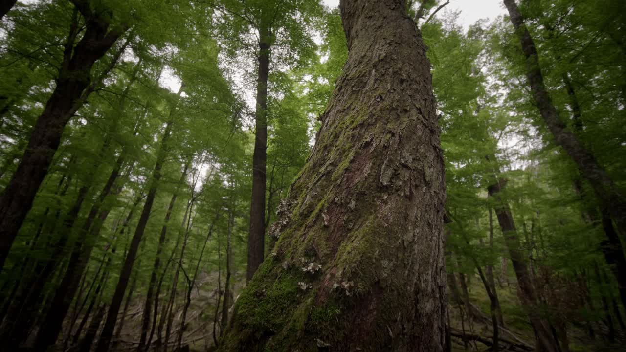 뉴질랜드의 아름다운 숲에 있는 거대한 키 큰 나무들
