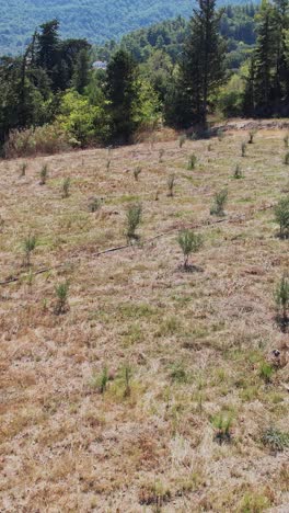 dry hillside landscape with sparse vegetation in sunny weather